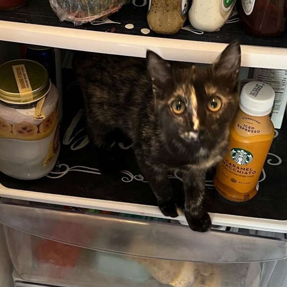 Melissa 🌟Posh Ambassador!🌟 - Picture 11 of 16